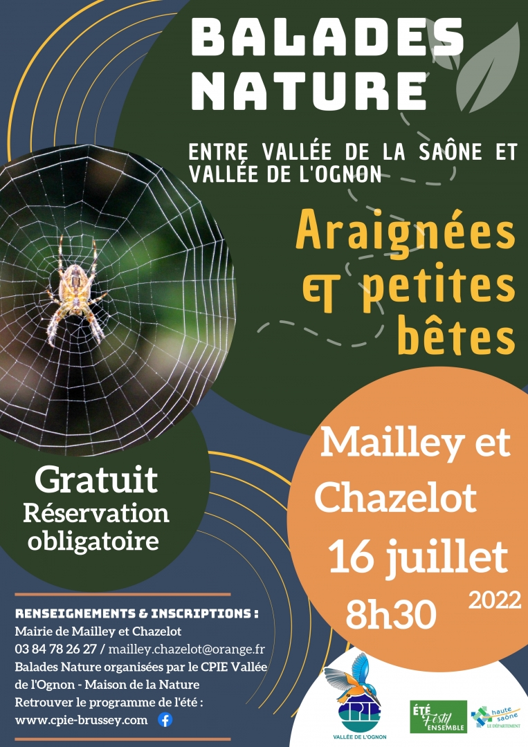 Araignées et petites bêtes